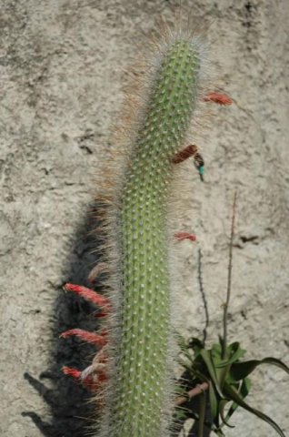 Cleistocactus_tupizensis